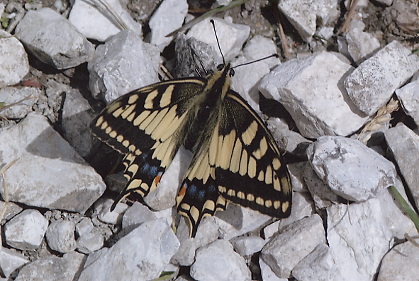  Butterfly